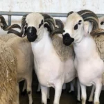 احصاء الماشية 2025