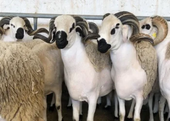 احصاء الماشية 2025