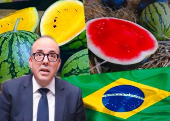 المغرب يستورد الدلاح من البرازيل