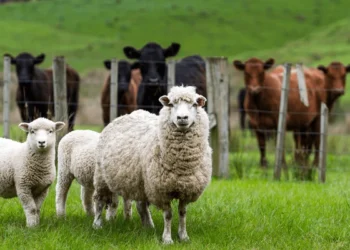 استيراد الأبقار والأغنام