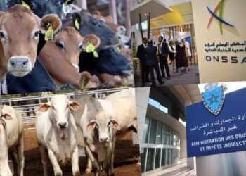 جمارك ميناء طنجة المتوسط