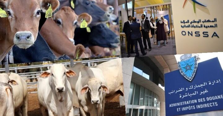 جمارك ميناء طنجة المتوسط