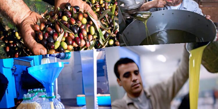 آخر أسعار زيت الزيتون بالمغرب