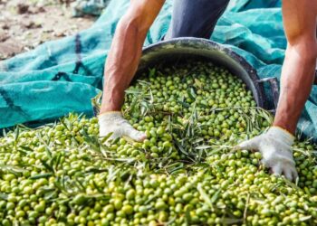 أسعار زيت الزيتون في المغرب حسب المناطق