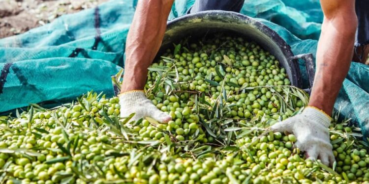 أسعار زيت الزيتون في المغرب حسب المناطق