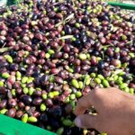 زيت الزيتون.. بداية انخفاض الأسعار في هاته المناطق