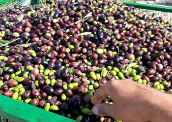 زيت الزيتون.. بداية انخفاض الأسعار في هاته المناطق