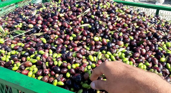 زيت الزيتون.. بداية انخفاض الأسعار في هاته المناطق