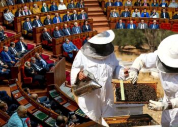 قرار جديد في البرلمان بخصوص أسعار العسل في المغرب
