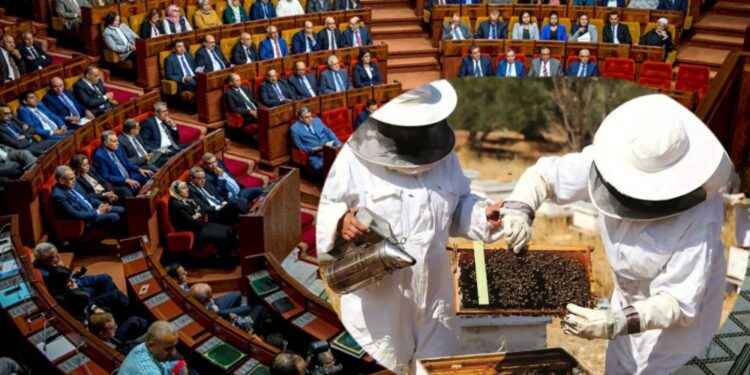 قرار جديد في البرلمان بخصوص أسعار العسل في المغرب