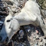 وفاة حصان في المحجز الجماعي بطنجة تثير غضب نشطاء حقوق الحيوان والبيئة