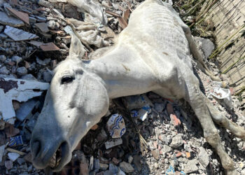 وفاة حصان في المحجز الجماعي بطنجة تثير غضب نشطاء حقوق الحيوان والبيئة