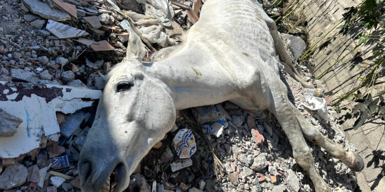وفاة حصان في المحجز الجماعي بطنجة تثير غضب نشطاء حقوق الحيوان والبيئة