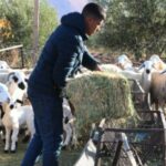 إحصاء قطيع الأغنام والماعز بجهة طنجة تطوان الحسيمة