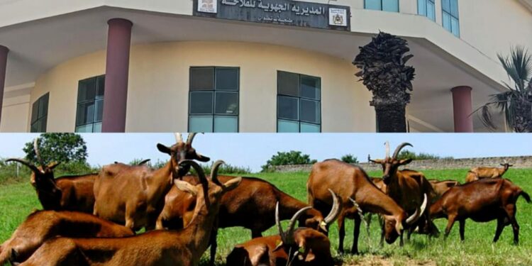 حملة انتخابية سابقة لأوانها بإمكانيات الدولة تصل البرلمان وتستنفر سلطات طنجة