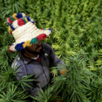 الوكالة الوطنية لتقنين القنب الهندي تستعرض إنجازات 2024 وتحدد خطة 2025