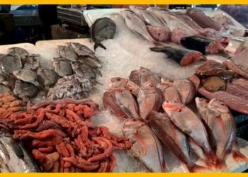 تقرير رسمي يكشف القيمة التسويقية للمنتجات السمكية بموانئ شمال المغرب
