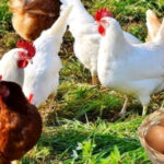 وزير الفلاحة أحمد البواري يكشف عن حجم إنتاج لحوم الدواجن والبيض بالمغرب