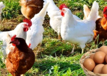 وزير الفلاحة أحمد البواري يكشف عن حجم إنتاج لحوم الدواجن والبيض بالمغرب