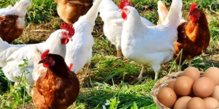 وزير الفلاحة أحمد البواري يكشف عن حجم إنتاج لحوم الدواجن والبيض بالمغرب