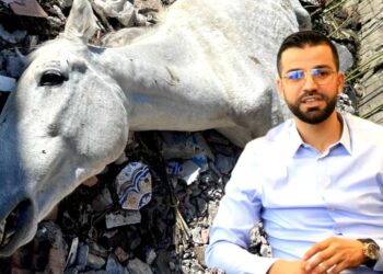 عبد العظيم الطويل يرد على واقعة الخيول المحتجزة