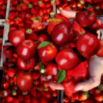 مهرجان دولي للفواكه الحمراء يسلط الضوء على الفلاحة بالعرائش و القصر الكبير