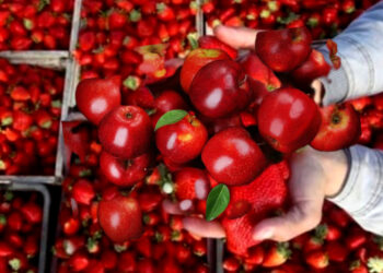 مهرجان دولي للفواكه الحمراء يسلط الضوء على الفلاحة بالعرائش و القصر الكبير