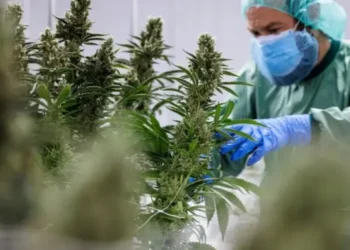 المغرب يعالج بالكيف مرض الصرع… تفاصيل اختراع أول دواء مغربي من الكيف