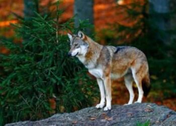 مديرية المياه والغابات تتجاهل مهاجمة الذئاب الجائعة سكان بني حرشن