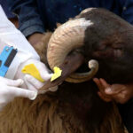 برلماني يطالب بالتحقيق في اختلالات شراكة وزارة الفلاحة مع مربي الأغنام والماعز