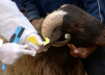 برلماني يطالب بالتحقيق في اختلالات شراكة وزارة الفلاحة مع مربي الأغنام والماعز