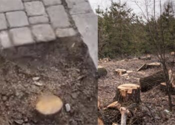 غرامة 4 ملايين سنتيم لقاطع أشجار حي خوصافات