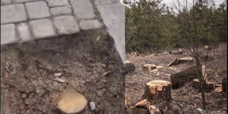 غرامة 4 ملايين سنتيم لقاطع أشجار حي خوصافات