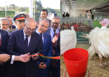 زيادة مفاجئة في أسعار الدواجن بالمغرب وهذه هي الأثمنة الجديدة