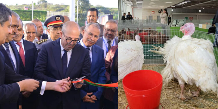 زيادة مفاجئة في أسعار الدواجن بالمغرب وهذه هي الأثمنة الجديدة