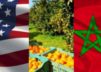 رغم الجفاف.. صادرات المغرب من البرتقال في ارتفاع