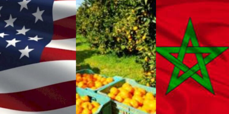 رغم الجفاف.. صادرات المغرب من البرتقال في ارتفاع