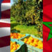 رغم الجفاف.. صادرات المغرب من البرتقال في ارتفاع