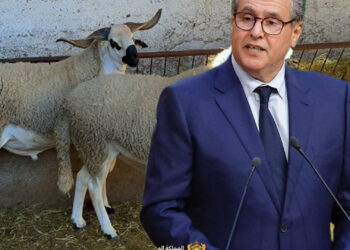 إلغاء ذبح أضحية العيد بالمغرب .. رسائل ملكية صعبة للحكومة