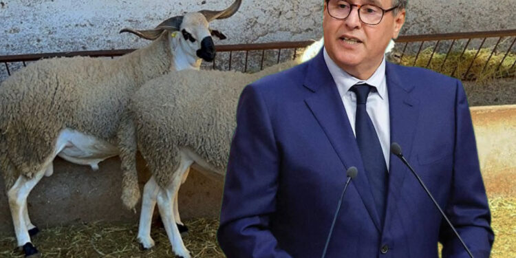 إلغاء ذبح أضحية العيد بالمغرب .. رسائل ملكية صعبة للحكومة