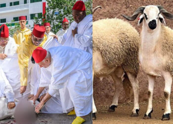 إلغاء ذبح الأضحية