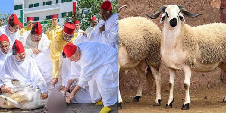 إلغاء ذبح الأضحية