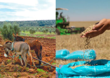 السياسة الفلاحية والغذائية بالمغرب