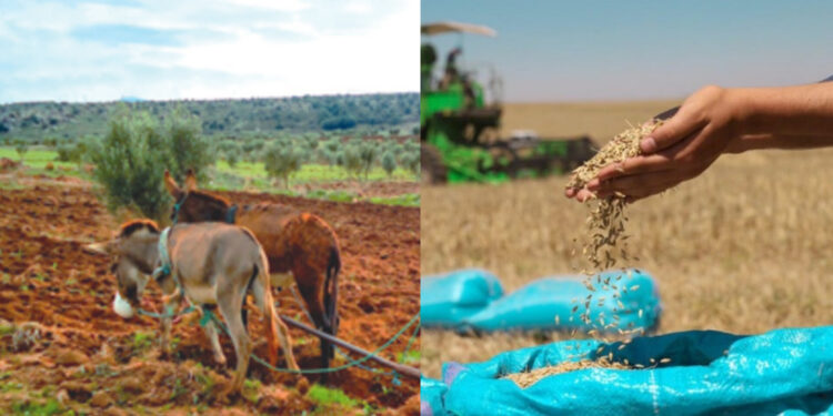 السياسة الفلاحية والغذائية بالمغرب