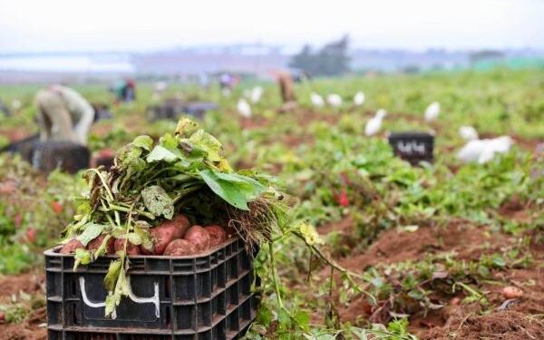إثر الأمطار.. ارتفاع زراعة الحبوب والخضروات بجهة طنجة تطوان الحسيمة