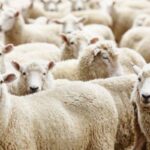 فضيحة استيراد الأغنام من رومانيا.. طاعون قاتل وخسائر فادحة
