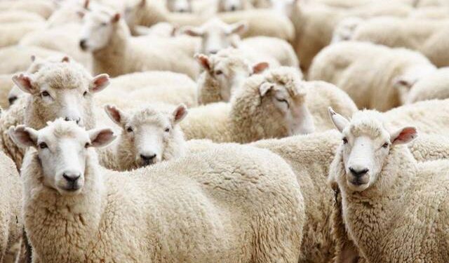 فضيحة استيراد الأغنام من رومانيا.. طاعون قاتل وخسائر فادحة
