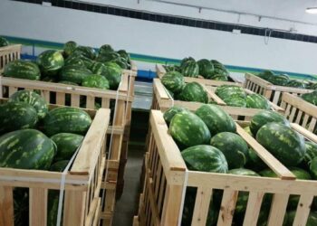 سوق البطيخ الأحمر بين الإنتاج المحلي والتصدير