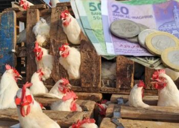 بعد أمطار الخير.. أسعار الدجاج تسجل انخفاضا ملحوظا