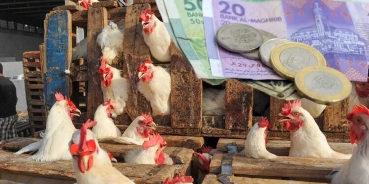 بعد أمطار الخير.. أسعار الدجاج تسجل انخفاضا ملحوظا